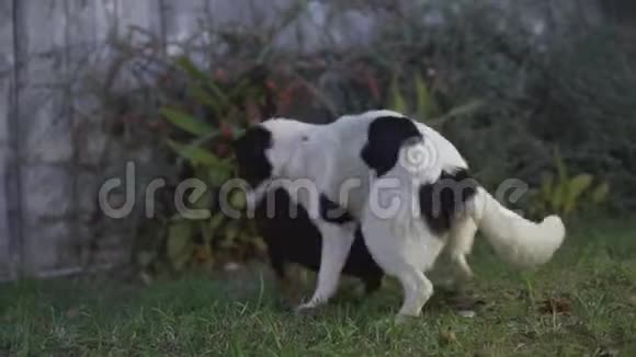 黑白狗互相玩在绿草的背景上视频的预览图