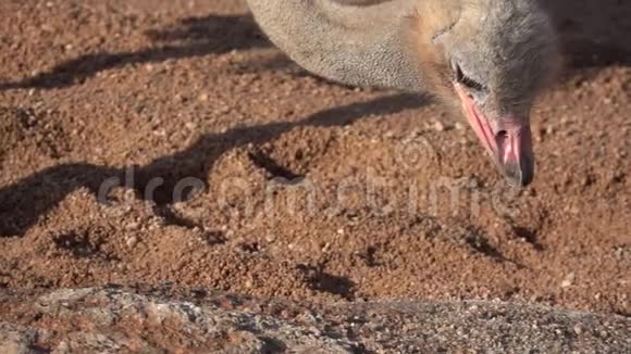 鸵鸟用慢毛在地上啄小石头视频的预览图