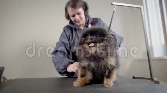 带宠物的老年女性美容师宠物狗的美容师在光线充足的柜子里工作带着一只小黑小狗伸出舌头视频的预览图