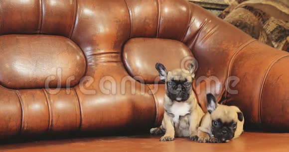 两只年轻的法国斗牛犬小狗小狗坐在红色沙发室内有趣的狗宝宝视频的预览图
