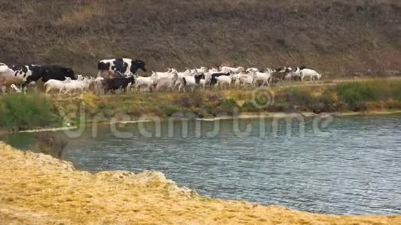 成群的奶牛和山羊沿着河走视频的预览图