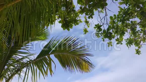 仰望风中的棕榈树叶蓝天阴云视频的预览图