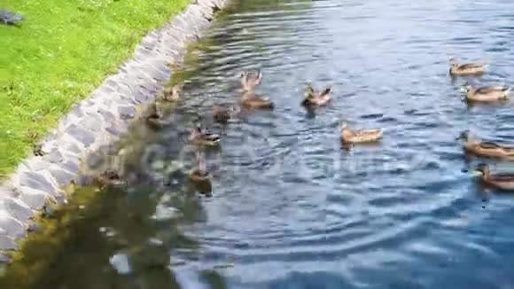 在城市公园的湖边喂鸭子吃面包视频的预览图