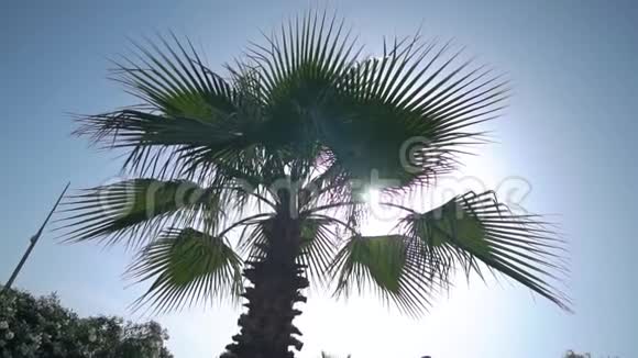 大海上又大又漂亮的棕榈树视频的预览图