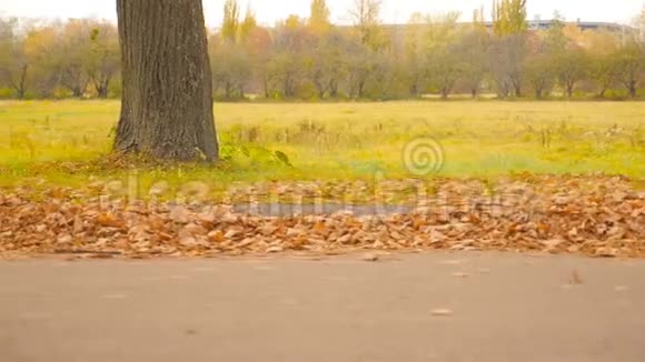 美丽的秋天景观绿草和棕色的叶子摄像机向左平行于道路移动视频的预览图