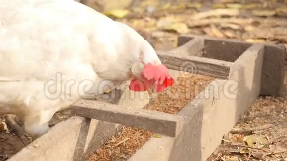 鸡的饲料吃谷物的鸡肉高清高清视频的预览图