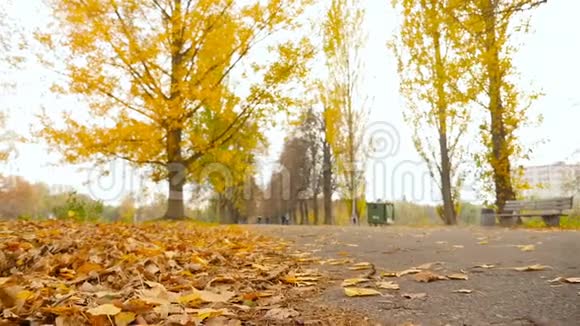 公园路秋天的黄色树叶慢动作摄像机向前移动高清高清视频的预览图