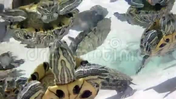 水龟川流不息视频的预览图