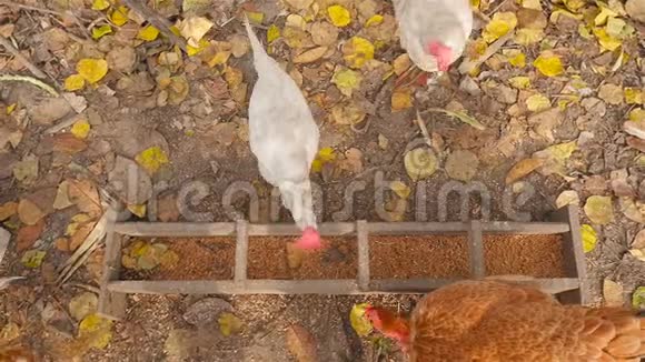 粮食倒进食槽里养鸡吃东西吃谷物高清高清视频的预览图