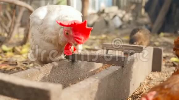 Golodaya白鸡在户外食谷视频的预览图