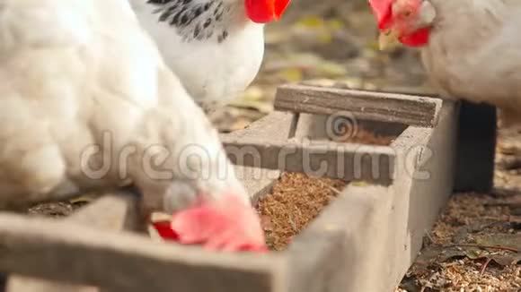 农村的鸡在饲料中吃粮食视频的预览图