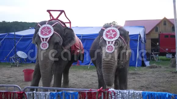 两头马戏团的大象在县集市上吃干草视频的预览图