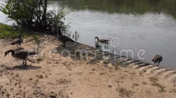 夏天的佐治亚州几个加拿大的鹅在查塔霍奇河边游泳和散步视频的预览图