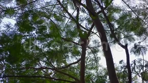 亚洲猴子在树枝上在野外的森林里4k慢动作视频的预览图