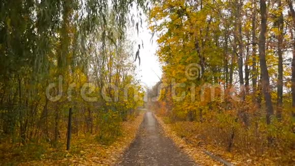 森林里美丽的道路金色的秋天黄色的叶子慢镜头主观相机有摄像头高清高清视频的预览图