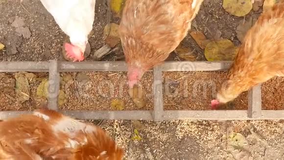 鸡在户外农场吃谷物视频的预览图