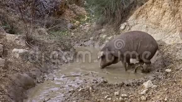 4K黑伊比利亚猪躺在泥塘里小猪又厚又脏视频的预览图