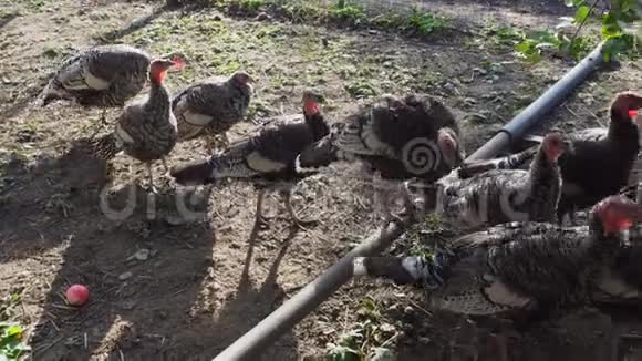 夏天小火鸡在有机农地散步视频的预览图
