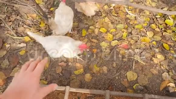 人手抓鸡鸡吃谷物从上面看视频的预览图