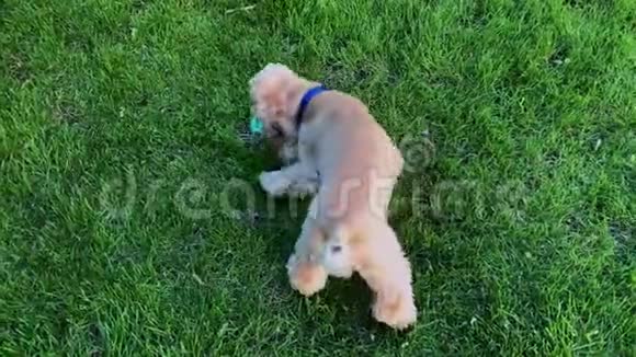快乐的小狗在草地上滚动视频的预览图