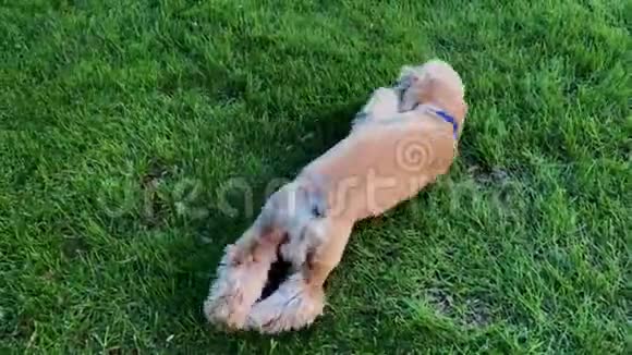 快乐的公狗在绿草上翻滚视频的预览图