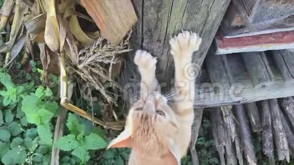 红猫用爪子在小屋的木柜台上磨尖视频的预览图