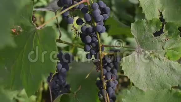 潘在秋天拍摄一个成熟的葡萄秋收日落时的葡萄园视频的预览图