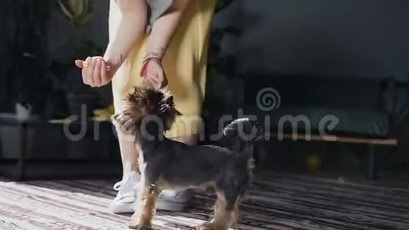 一只又小又漂亮的狗在玩一个明亮的球视频的预览图