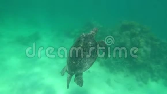 可爱的绿海龟Cheloniamydas视频的预览图