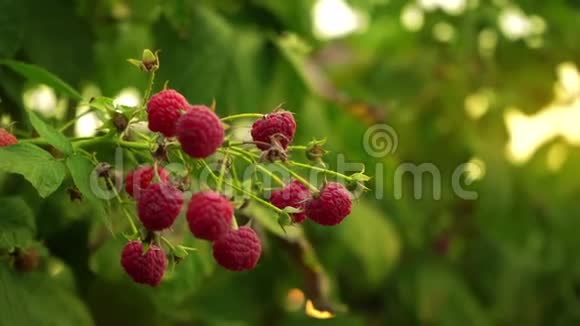 树莓的一支成熟的浆果在田野里随风摇曳日光下树莓的一支视频的预览图
