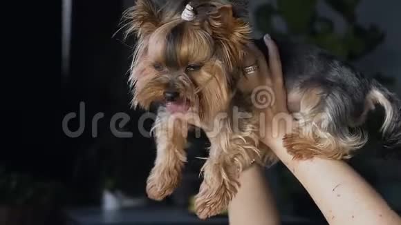 特写一只滑稽的小狗剪着漂亮的发型看着镜头快乐的女孩抱着她看着她视频的预览图