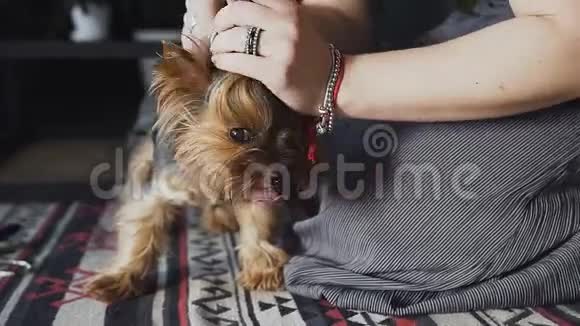 约克郡猎犬品种的一只漂亮而整齐的狗的特写女人为狗做发型视频的预览图