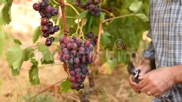 白人农民在葡萄园里收获成熟的葡萄视频的预览图