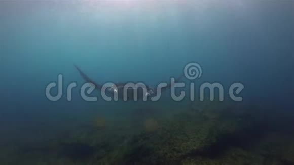 优雅的曼塔雷特写和电影滚动阳光海面的远洋海洋生物视频的预览图