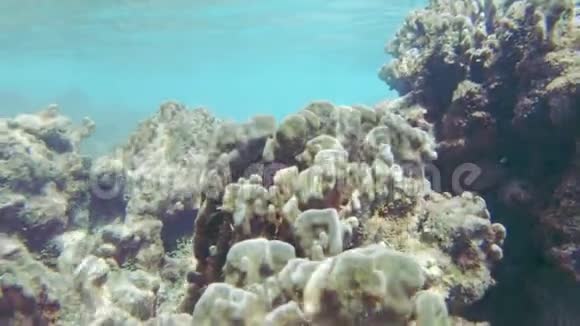 吃珊瑚的杀手视频的预览图