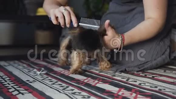特写的女人梳理出刷过的狗培育约克郡猎犬和柔顺的头发视频的预览图