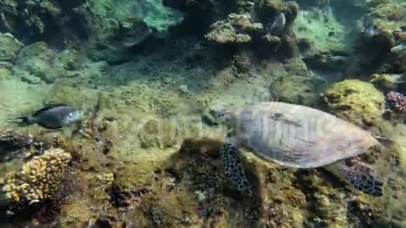 可爱的绿海龟Cheloniamydas视频的预览图
