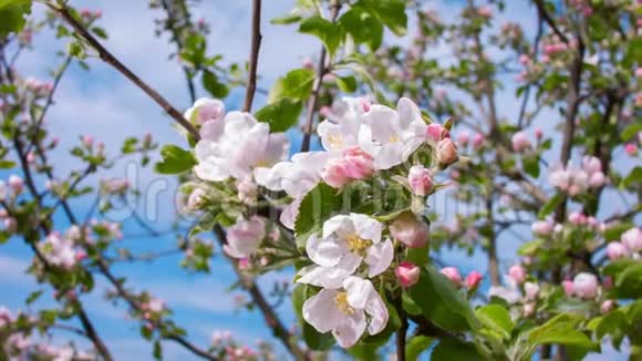 苹果树花朵的全景视频的预览图