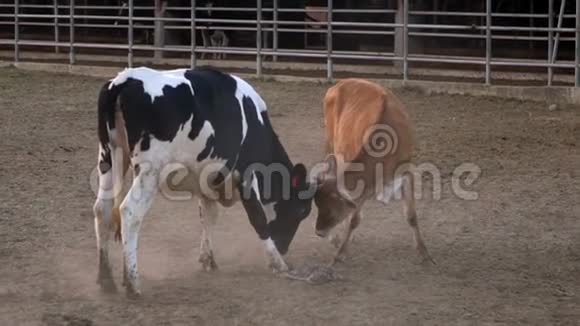 慢动作公牛试图通过嬉戏的摩擦头获得对牛的爱视频的预览图