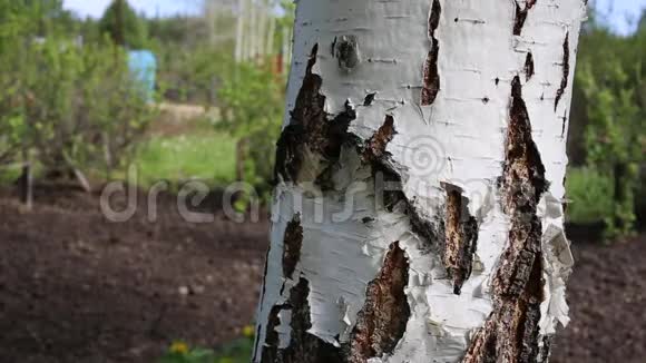 蚂蚁在白桦树周围奔跑视频的预览图