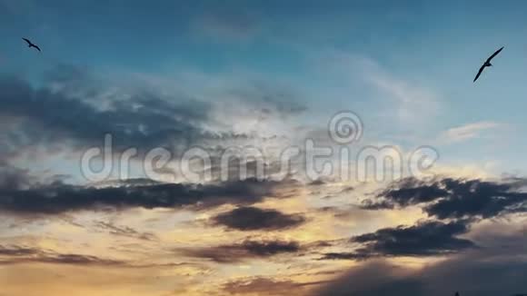 日落的天空有云彩和海鸥的轮廓视频的预览图
