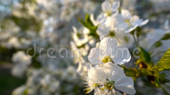 花樱桃开花白花樱花树木开花自然视频的预览图