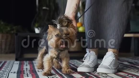 在家庭内部的背景上特写一只又小又漂亮的狗一个女人抚摸她的狗自然光线视频的预览图