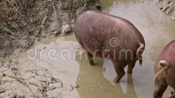 4K在西班牙埃斯特雷马杜拉草原上享受泥浆的黑伊比利亚猪视频的预览图