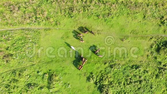 成群的马在村子附近的草地上放牧带慢速下降技术的空中视野视频的预览图