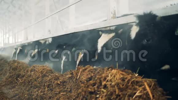 奶牛场里有很多奶牛在吃干草视频的预览图