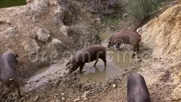 4K黑伊比利亚猪躺在泥塘里小猪又厚又脏视频的预览图