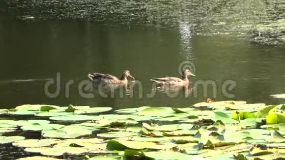 马拉德鸭子漂浮在湖面上背景是睡莲视频的预览图