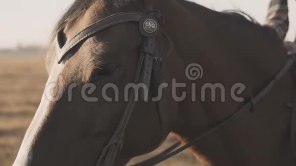 在慢马的纯种赛马闭上眼睛美丽的马眼视频的预览图