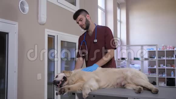 兽医在动物护理诊所抚摸生病的卧狗视频的预览图